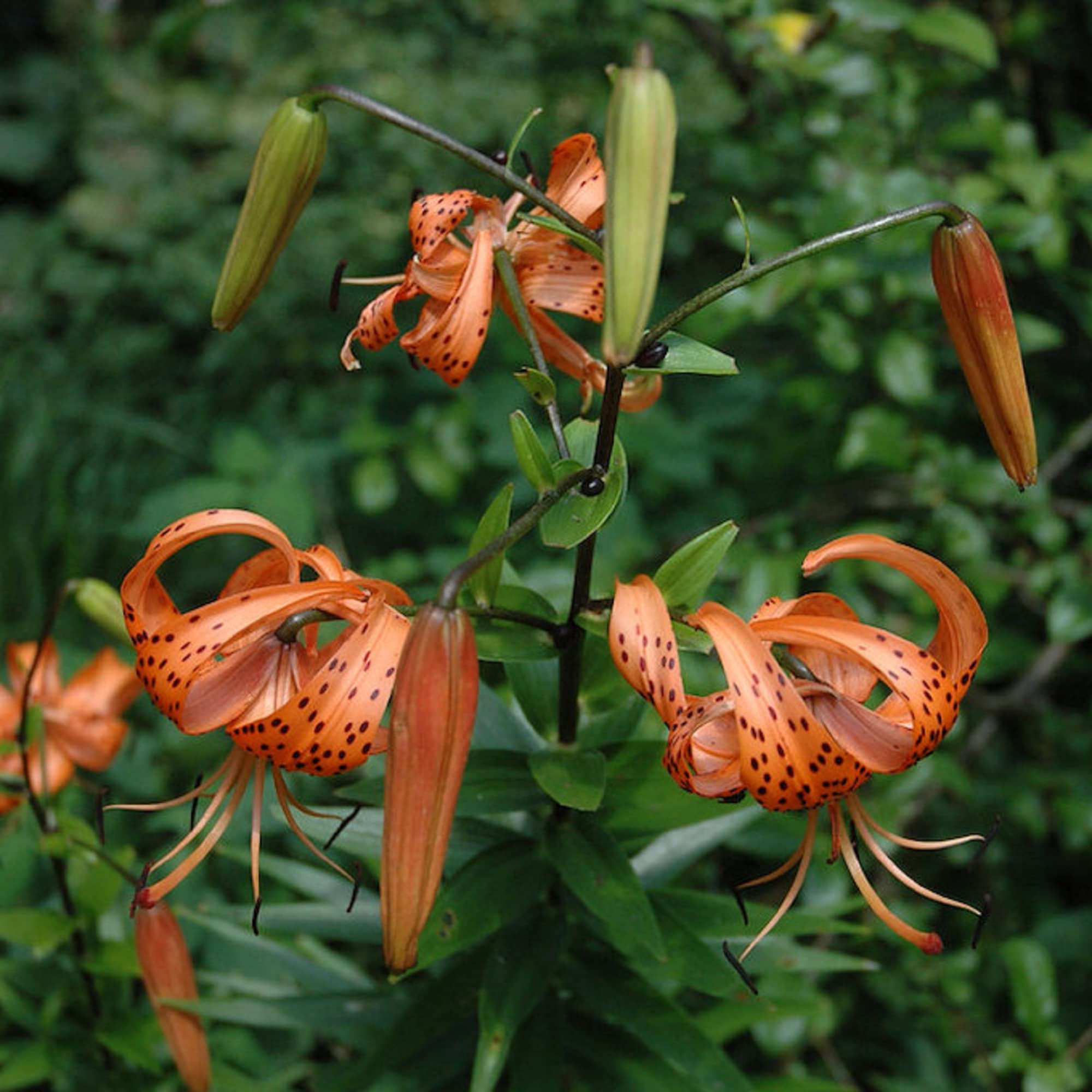 Amazon.com : CHUXAY GARDEN Red Lilium Superbum,Lily Flower