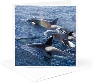 3dRose Greeting Card - USA, Alaska, Frederick Sound, Orca whale - US02 JMC0016 - Joe and Mary Ann McDonald - Whales