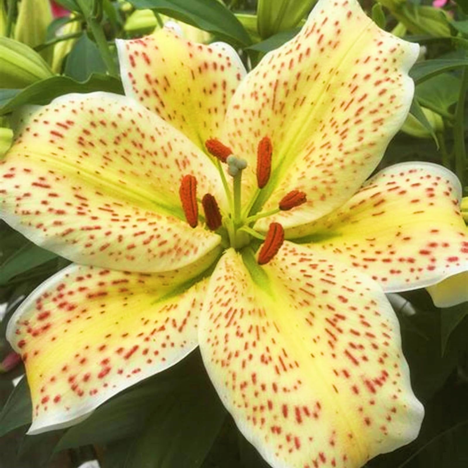 Lily Bulbs=Tiger Lily for Planting Now UK=Perennial Delights for Spectacular Garden Displays【BNSOIDE】-10bulbs-D