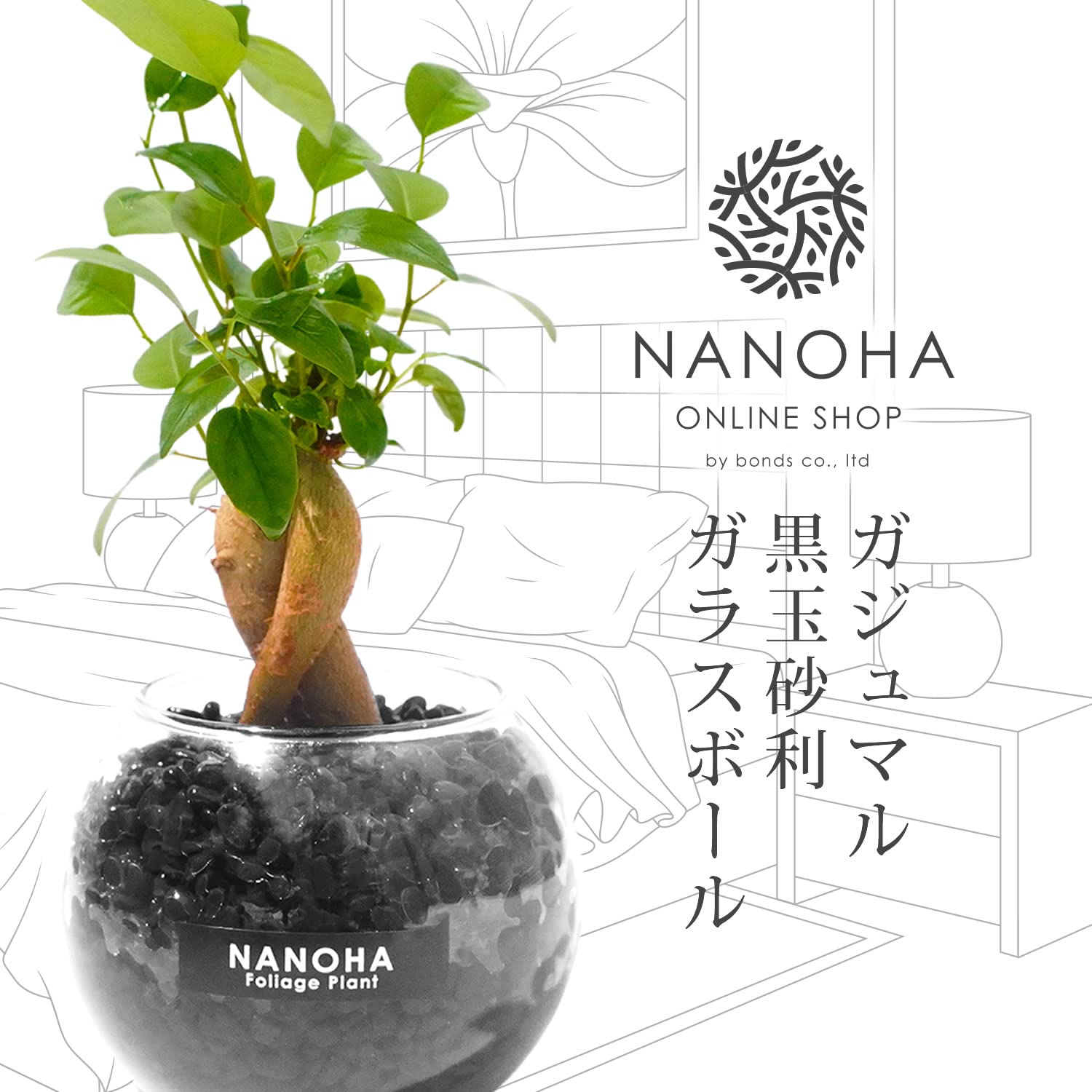 Amazon｜ガジュマル 黒砂利 ガラスボール 土を使わず衛生的 観葉植物