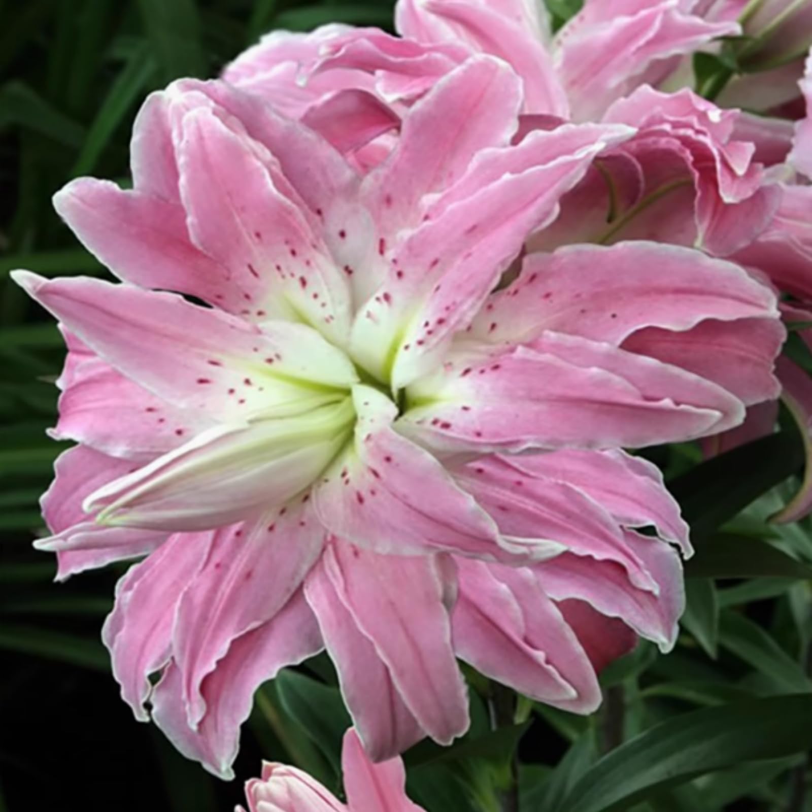 Hardy Perennial Lily Bulbs - for Garden Decoration, Professional Planting, Simple to Grow, Outdoor Garden Displays-2 Bulbs-I