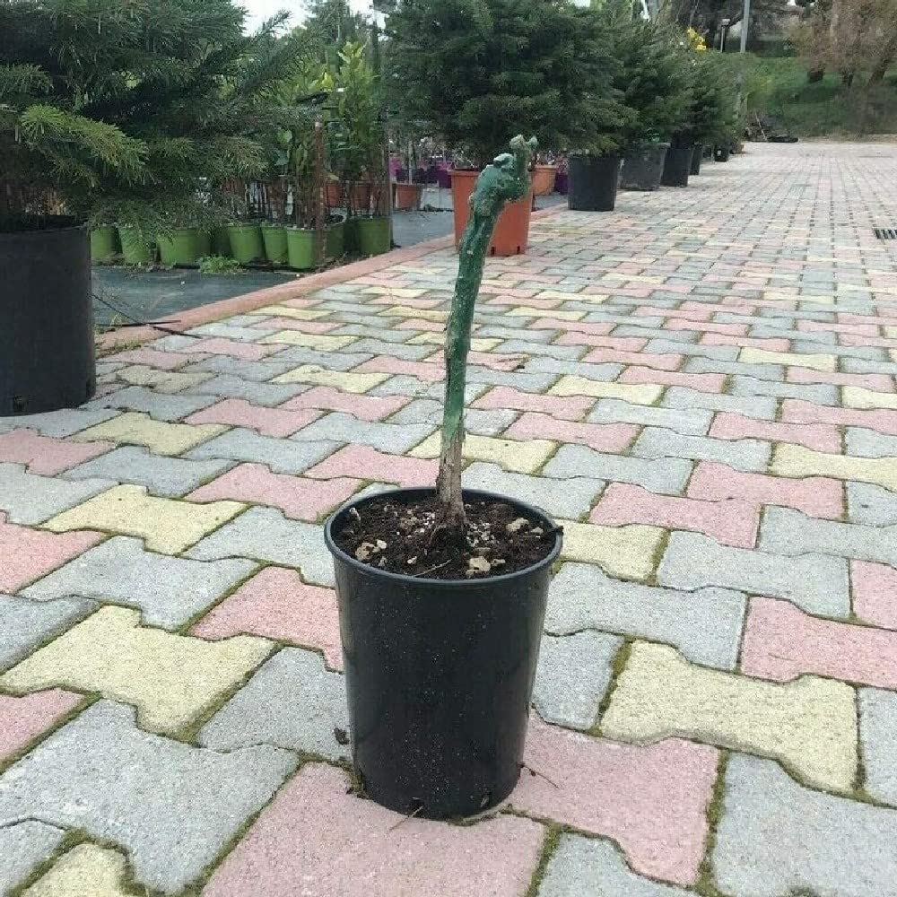 AMDGarden Pianta di Vite Senza Semi Uva Vigna da Tavola Argentina Apirena in Vaso 16 cm