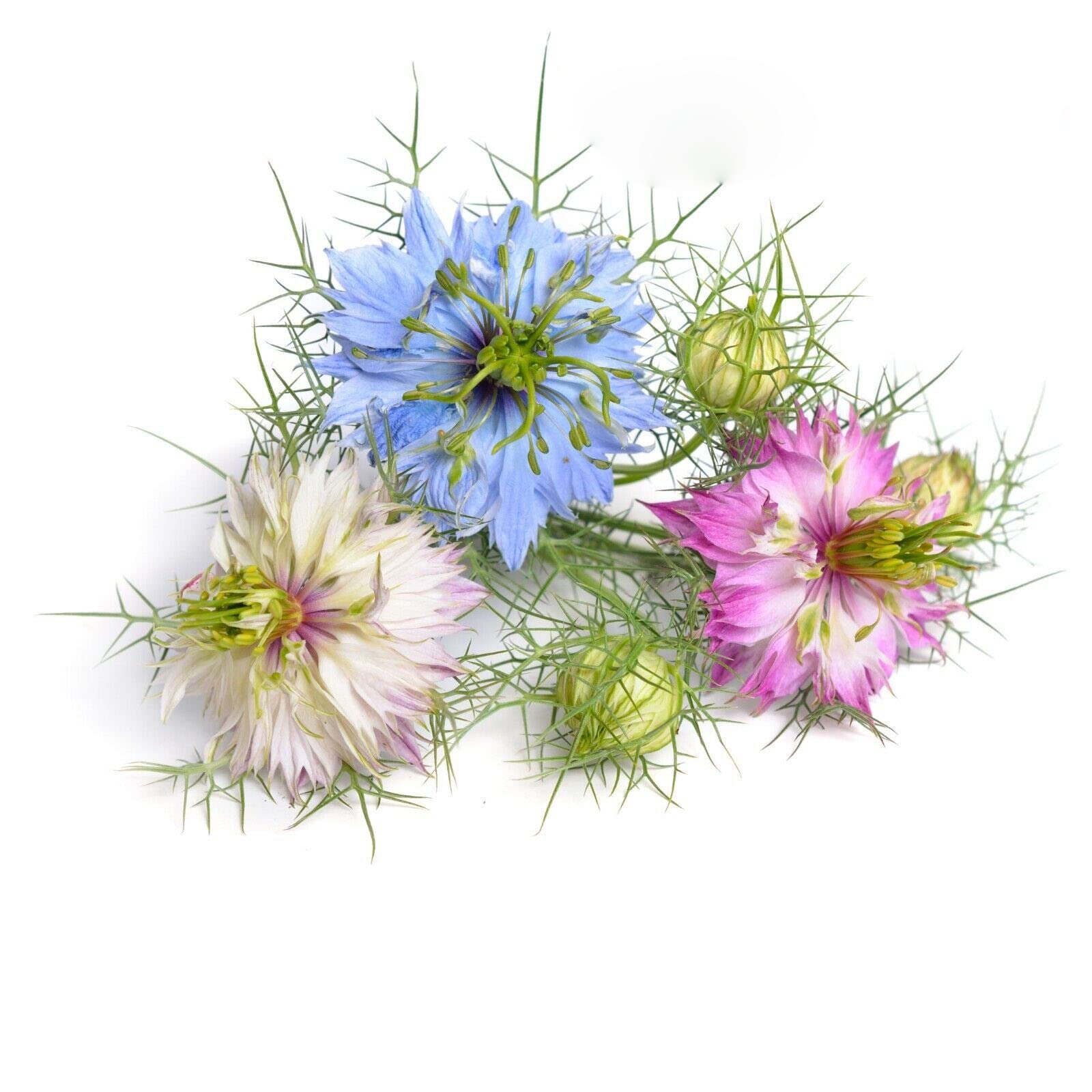 Love in a Mist Miss Jekyll Double Mix 1000 Seeds + Freebie + Plant tag Nigella