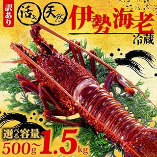 訳あり 伊勢海老 500g ～ 1.5kg イセエビ 伊勢エビ 海老 エビ ギフト 贈答 贈り物 天然 魚介 海の幸 鮮魚 刺身 刺し身 お造り 姿造り 焼き物 汁物 味噌汁 鍋 冷蔵 高級 高知県 須崎市 (500g)