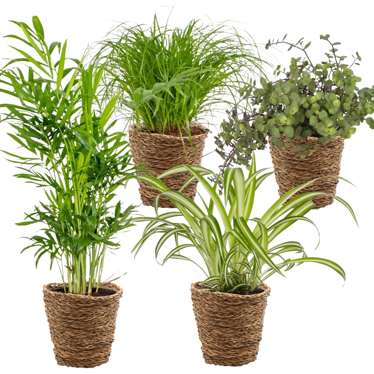 Plantes sans danger pour animaux : lot de 4 avec Cyperus et Chlorophytum