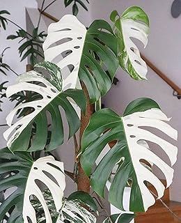 100+ Seeds Pcs Organic Monstera Deliciosa Albo Variegated Seeds, Monstera White Tiger Plant Seeds, Perfect for Planting