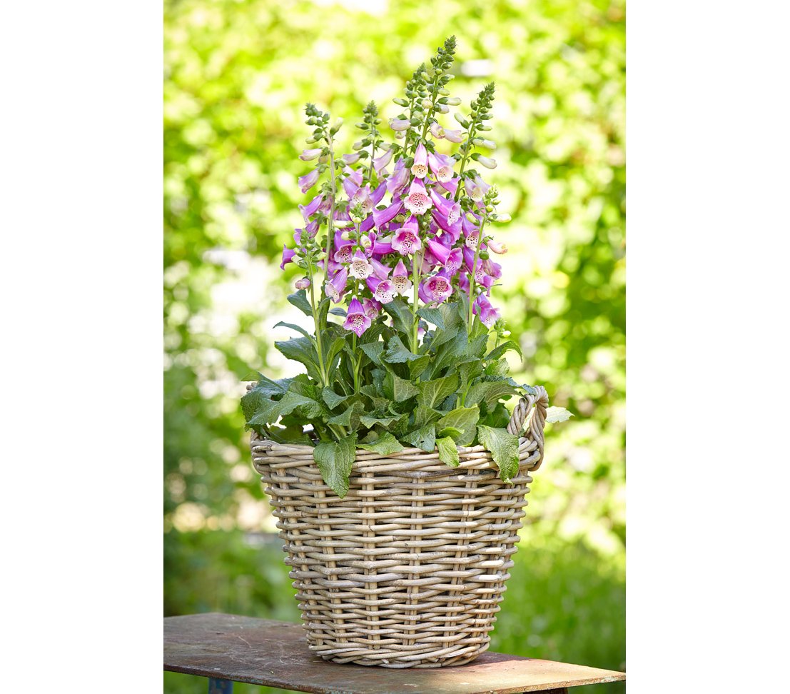 Cesta de mimbre Dehner con asas, Ø 40 cm, altura 30 cm, trenza de ratán, gris / marrón