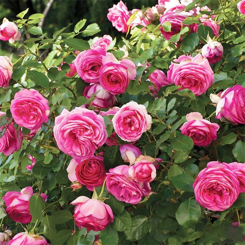 Miniatura 5 de Más de 400 semillas de rosas trepadoras perennes para plantar en el jardín de tu hogar, semillas de plantas tradicionales sin OMG para jardín al