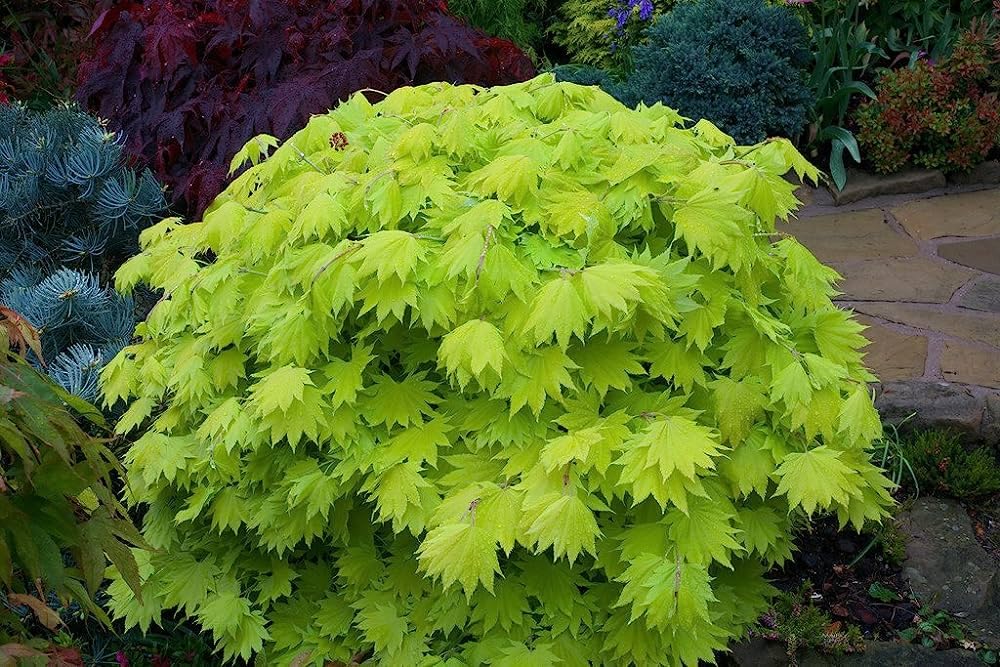 Japanese Maple Coonara Seed Pack (35 Seeds) - Grow Your Own Stunning Maple Tree Indoors or Outdoors
