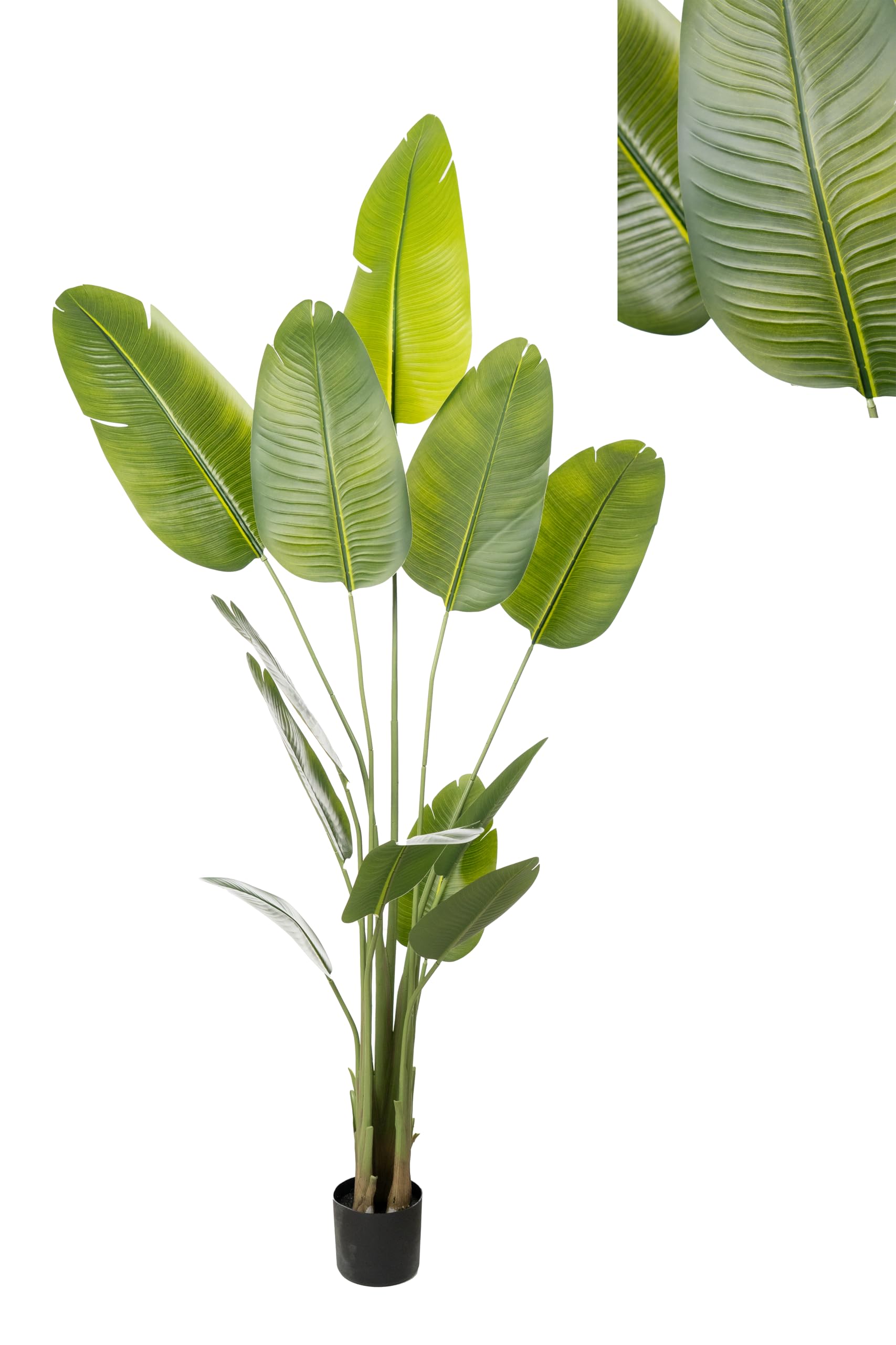 MACETA STRELITZIA