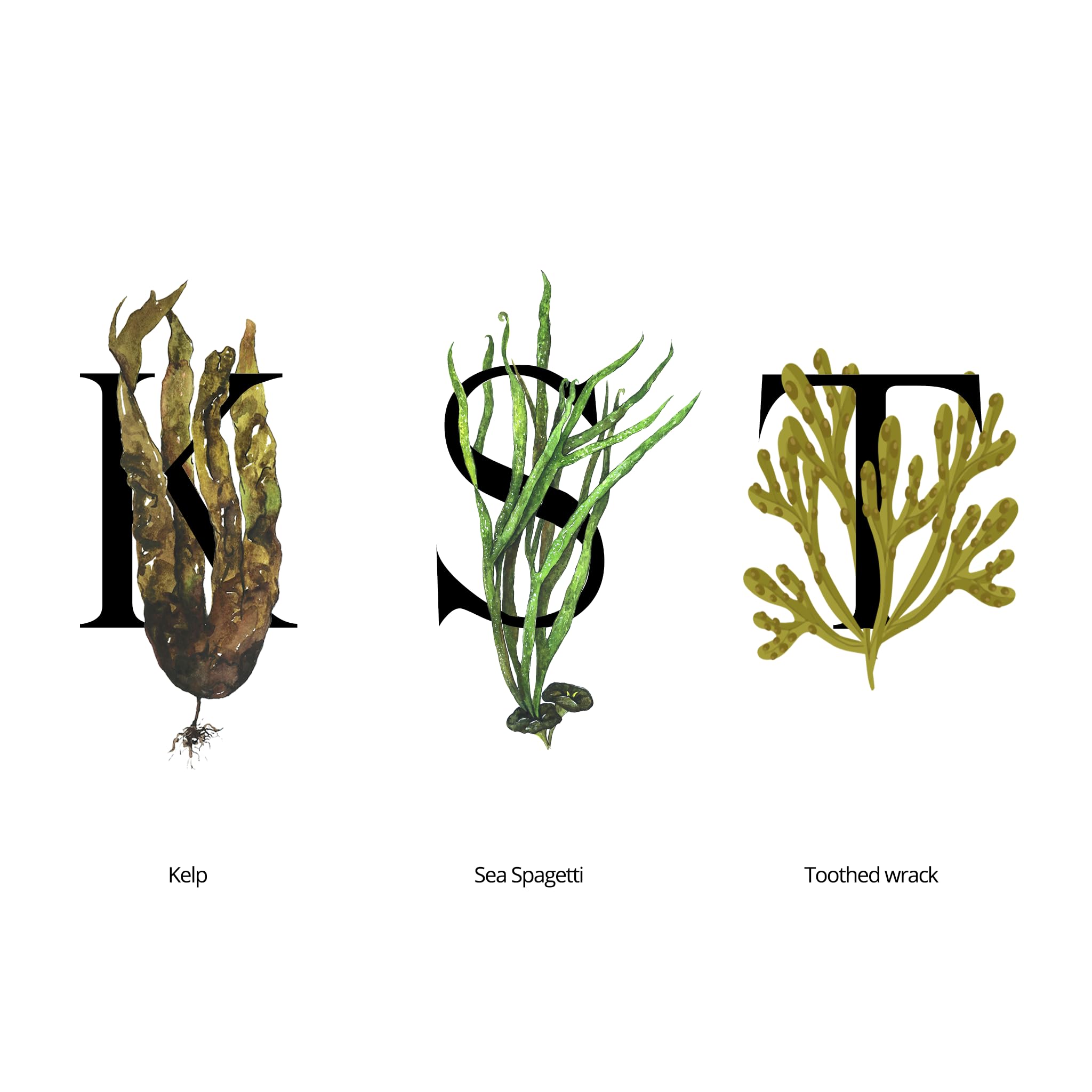 SEAWEED ORGANICS, Lower Seaweed Hydrating Essence, Organic Scottish Kelp, Toothed wrack, Sea spaghetti extract - Image 2