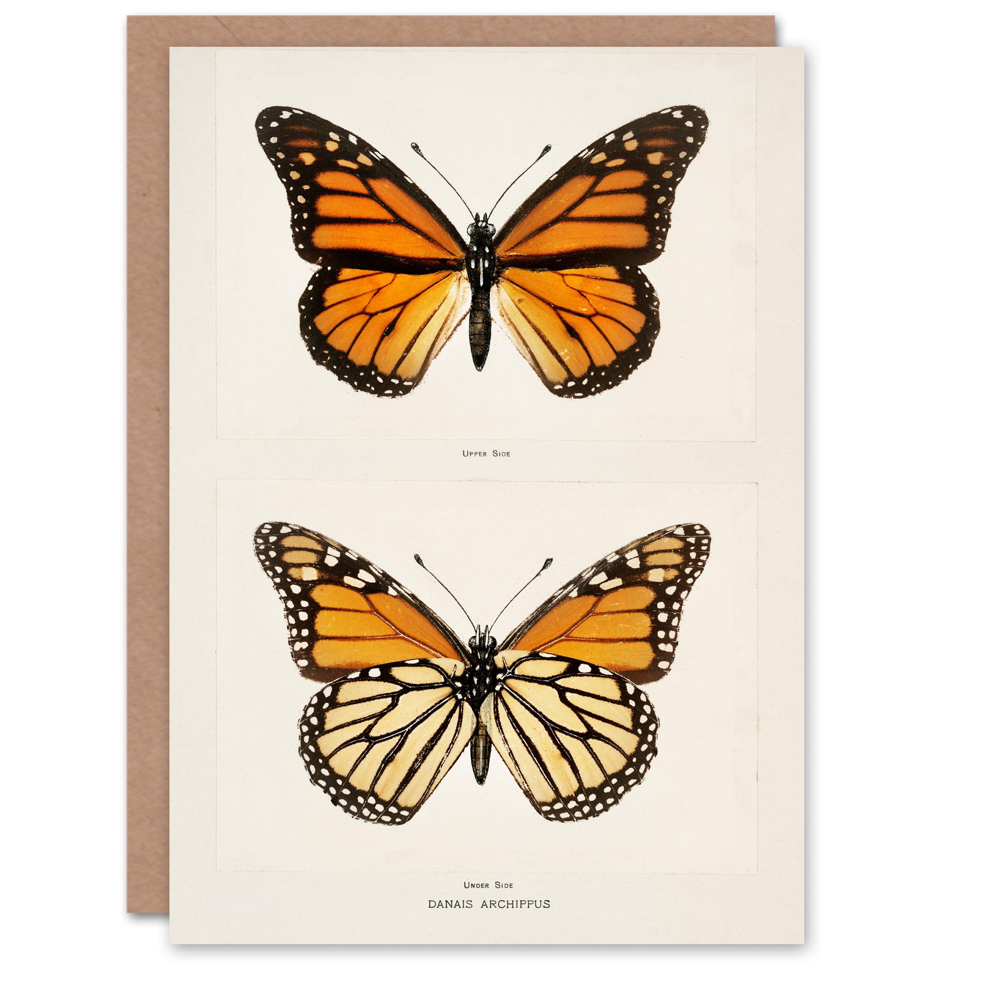 Artery8 Sherman Denton Art Card Monarch Butterfly Vintage Illustration