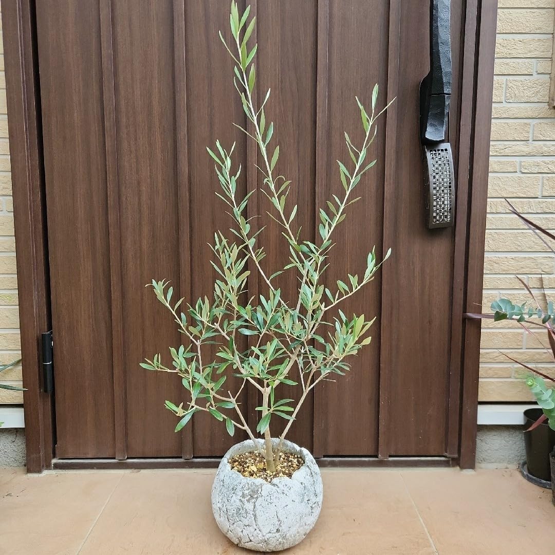 蕾付き♡オリーブの木 エルグレコ スクエア型テラコッタ鉢植え 苗