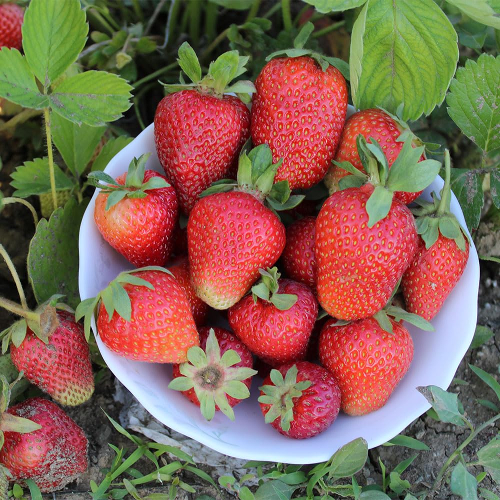 Strawberry Delician F1 Seeds – Heavy Crops with Exceptional Flavour – for Your Beautiful Kitchen Garden