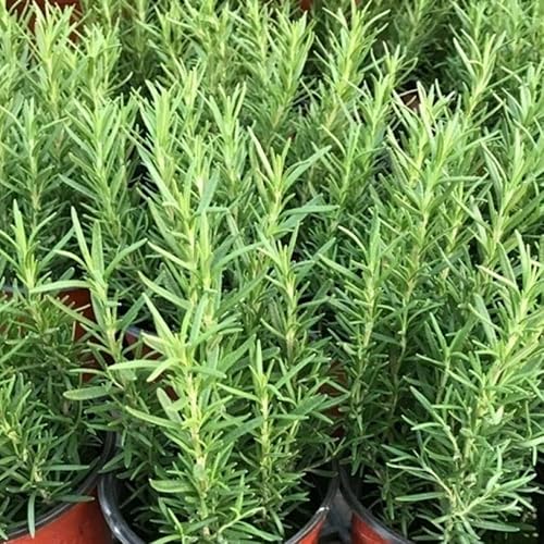 Miniatura 2 de Plantas de romero de interior de 10 pulgadas viven en maceta de 4 pulgadas, arbusto de romero para plantar en interiores y exteriores, bien