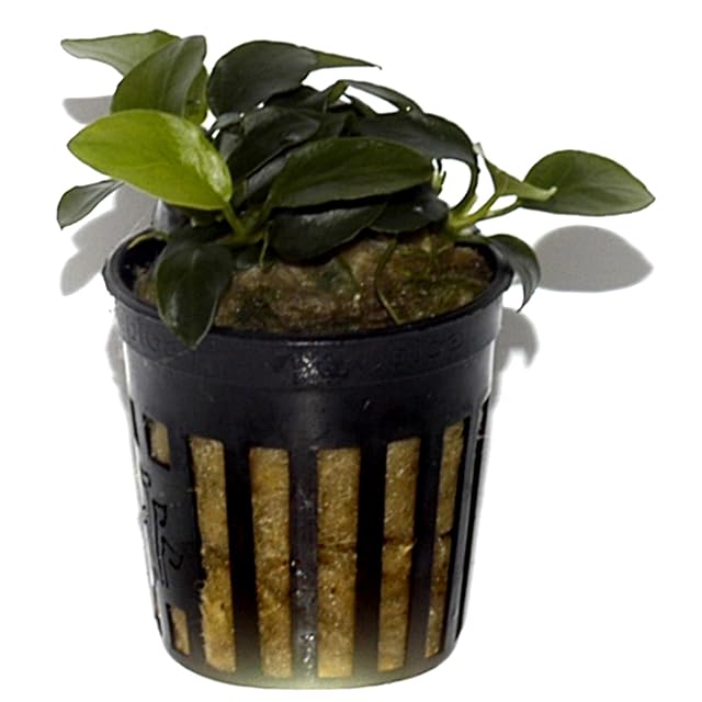 Tropica Anubias Petite - Planta de acuario viva cultivada en la UE y segura para camarones