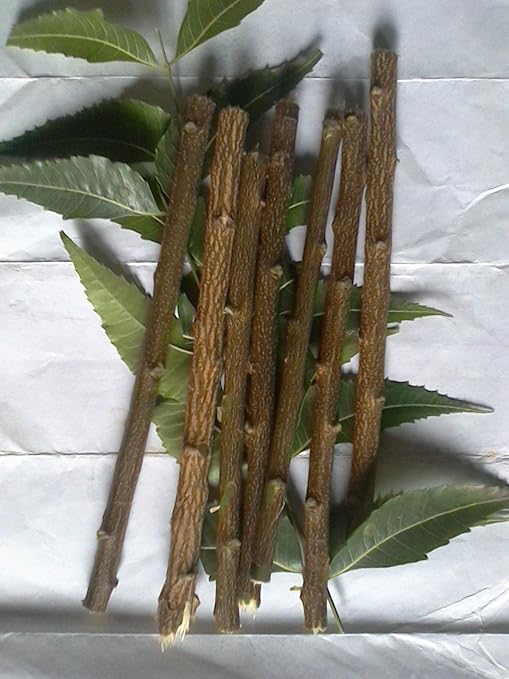 Alekip Organic Neem Chew Stick for Healthy Teeth and Gums 10 Sticks