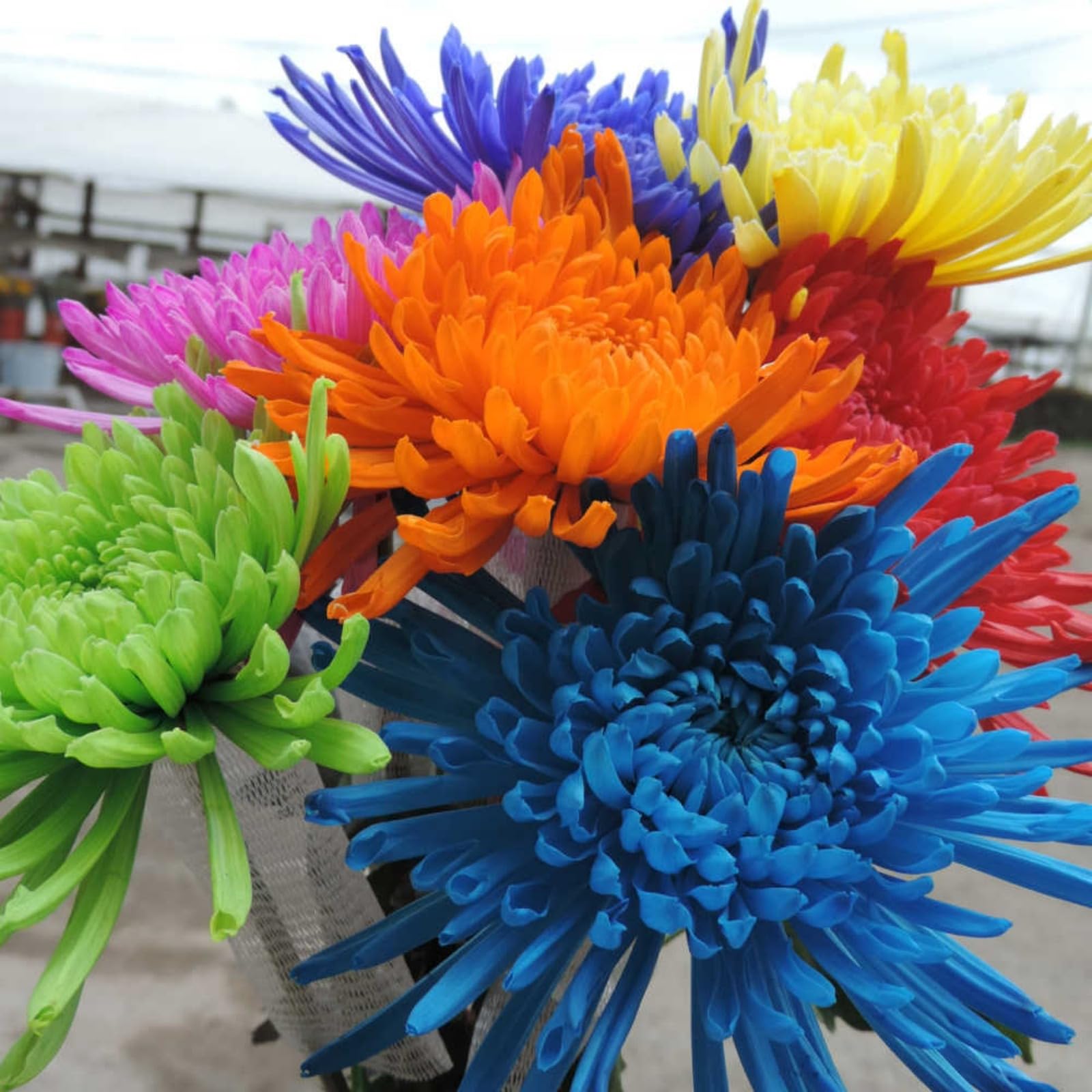 Easy Plant, Strong Plant, Dahlia Bulbs Now UK, Excellent Display, for Containers, Rare Plants, Greening Flower, Natural Organic, 10bulbs-D