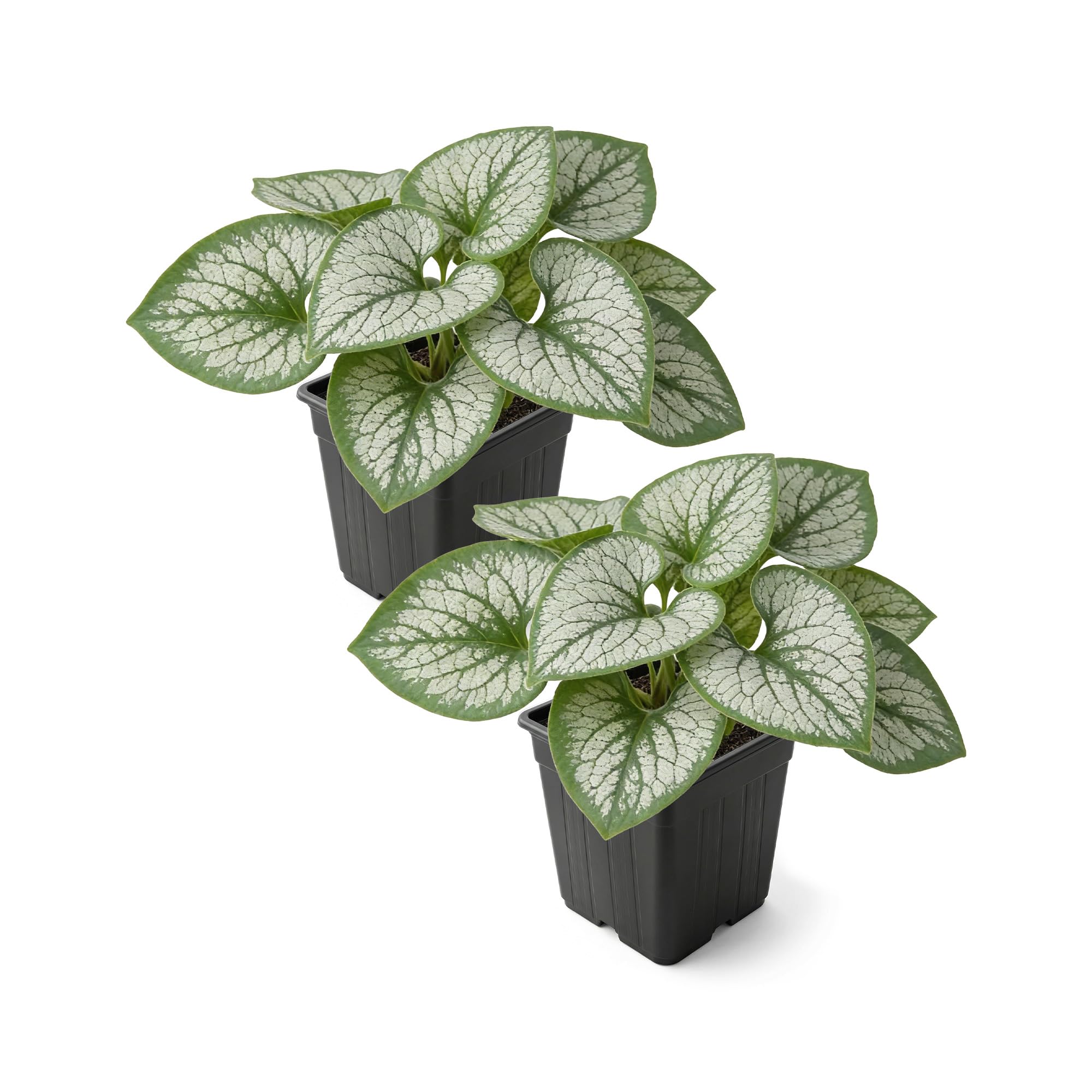 Brunnera Sea Heart Plant
