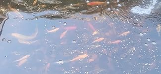 Review Image by Kindle Customer Kindle Customer