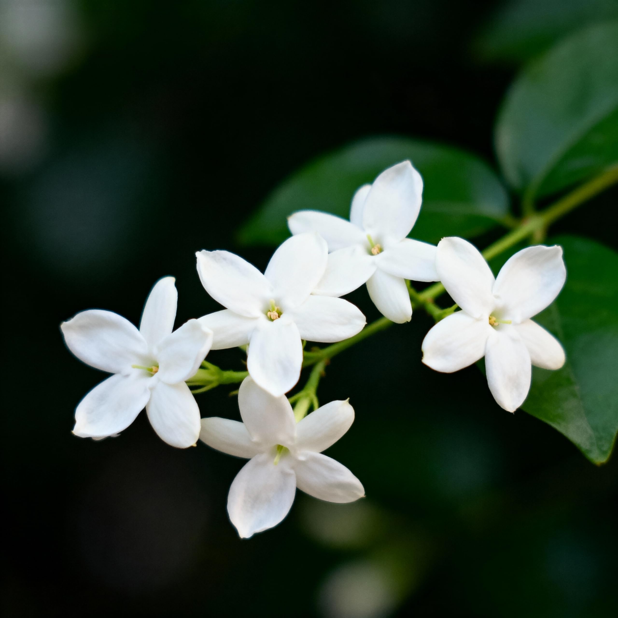 Premium Heirloom Jasmine Seeds, 50-Pack - Highly Fragrant Climbing