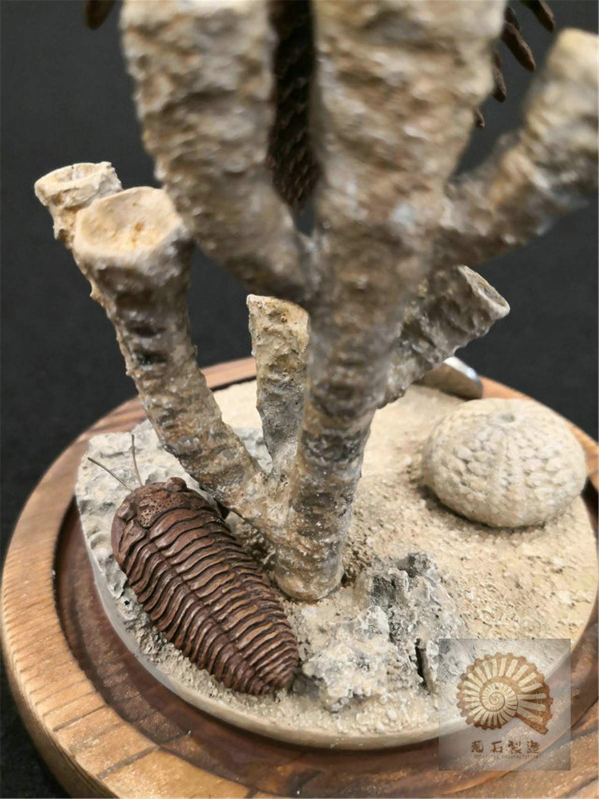 三葉虫 フィギュア Amazon.co.jp: COLLECTA 恐竜フィギュア レッドリキア レックス