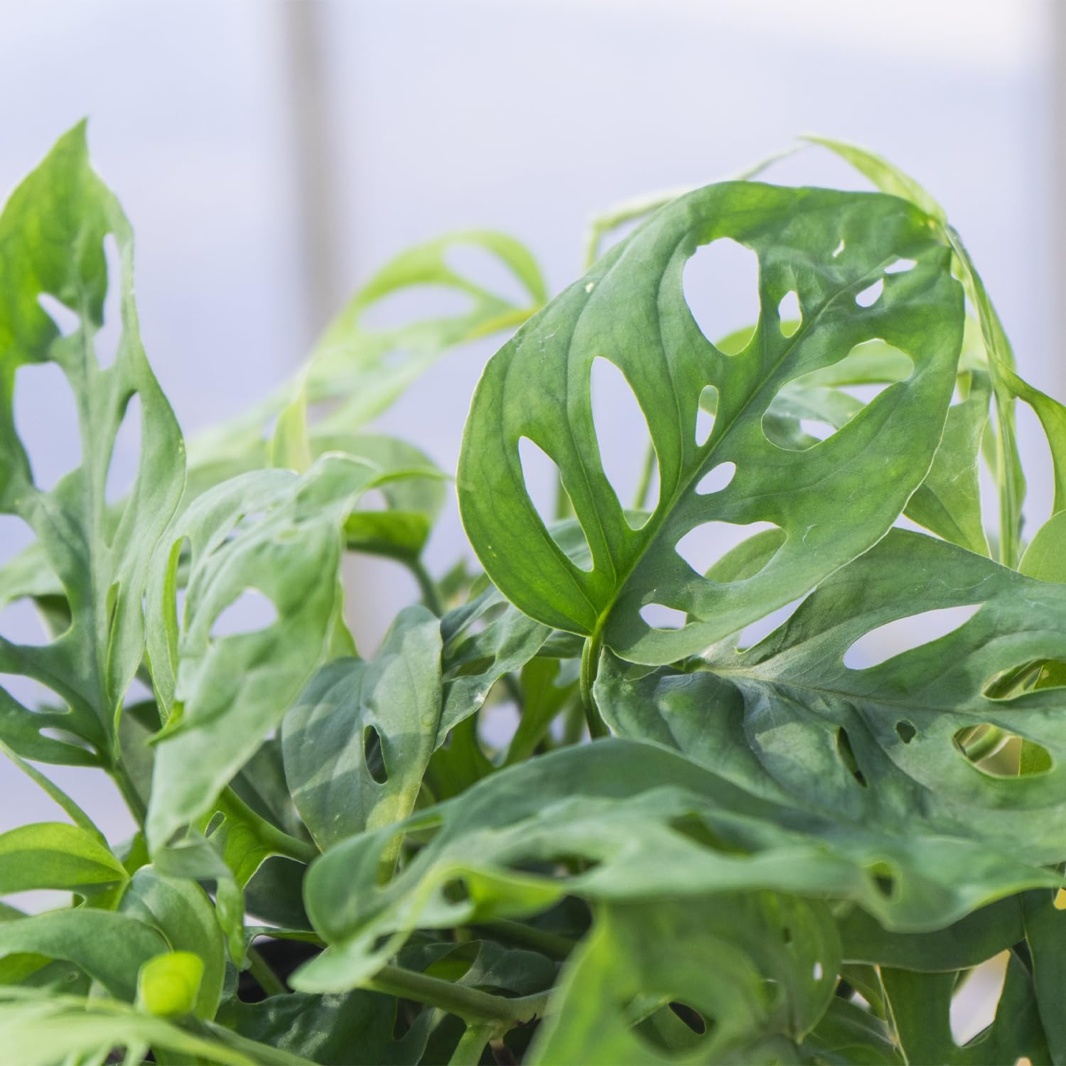 Amazon.co.jp: 観葉植物 モンステラ オブリクア エクスピラータ 5号 吊