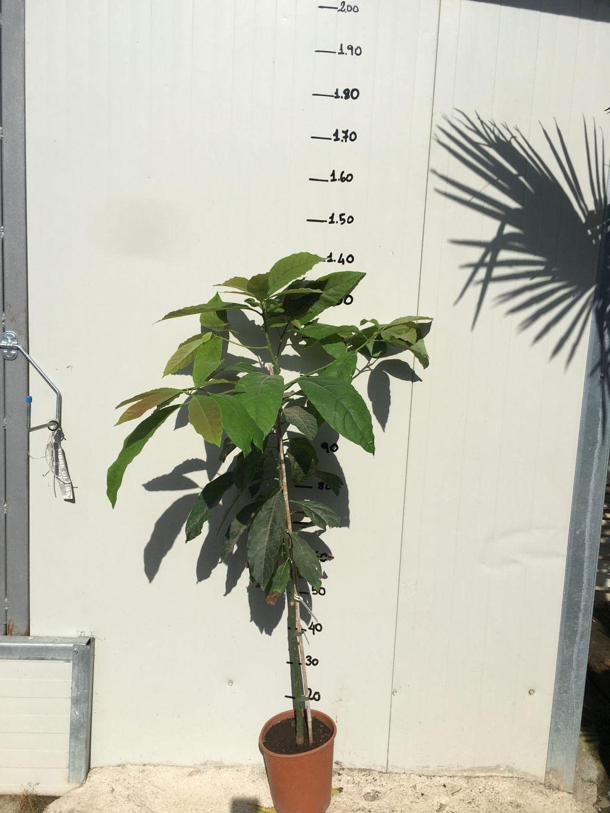 Vivaio Garden Forest Pianta di Avocado Orotava