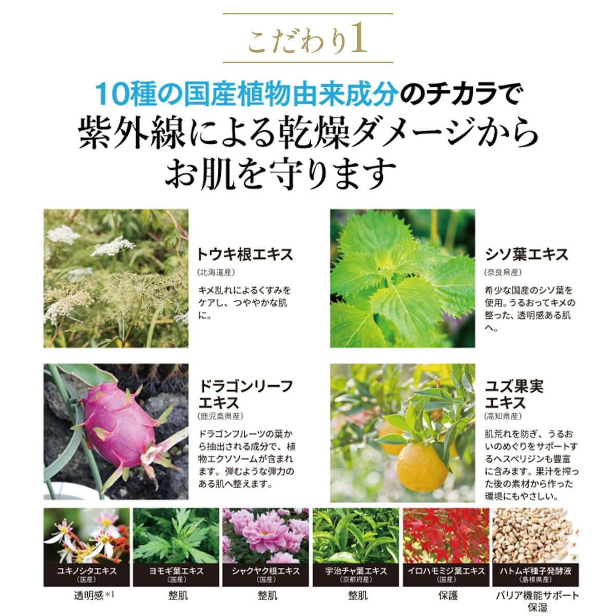 Amazon.co.jp: FTC ナチュラル UVボディスティックX（TEN) 君島十和子