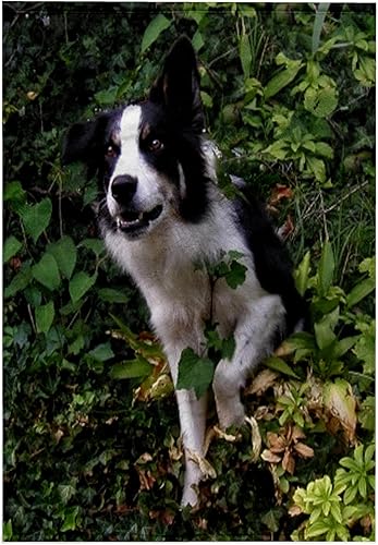 Toalla 3D Rose Border Collie de 2 pulgadas, 15 x 22 pulgadas