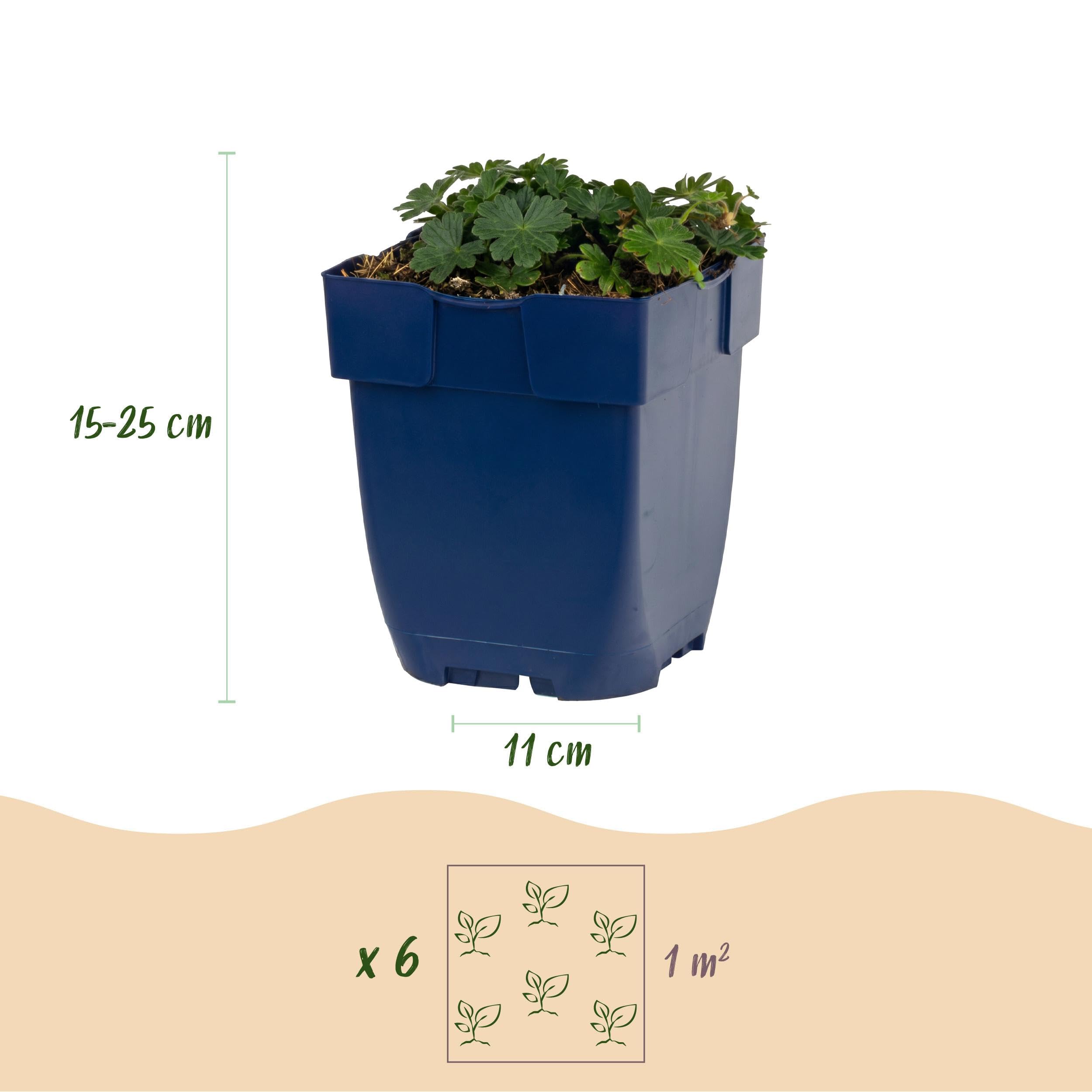 Géranium sang. Max Frei - Bec-de-grue - Couvre-sol - Rose - 12 plants - 15-25cm - Ø11cm - Plante de jardin