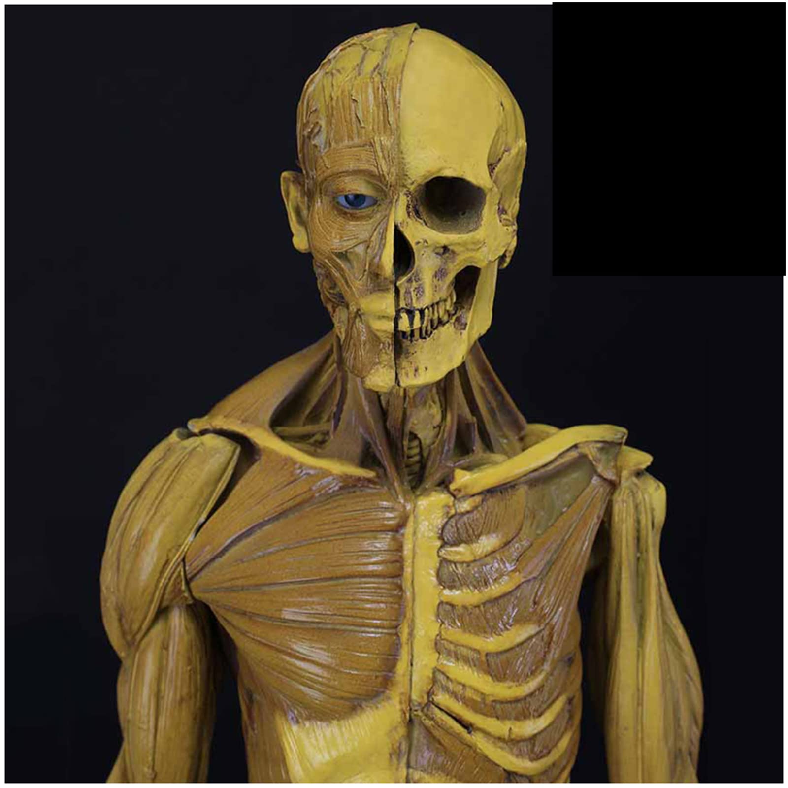Figura de anatomía humana Modelo de anatomía muscular de 23,6 pulgadas - Figuras masculinas femeninas musculoesqueléticas del cuerpo humano Referencia anatómica