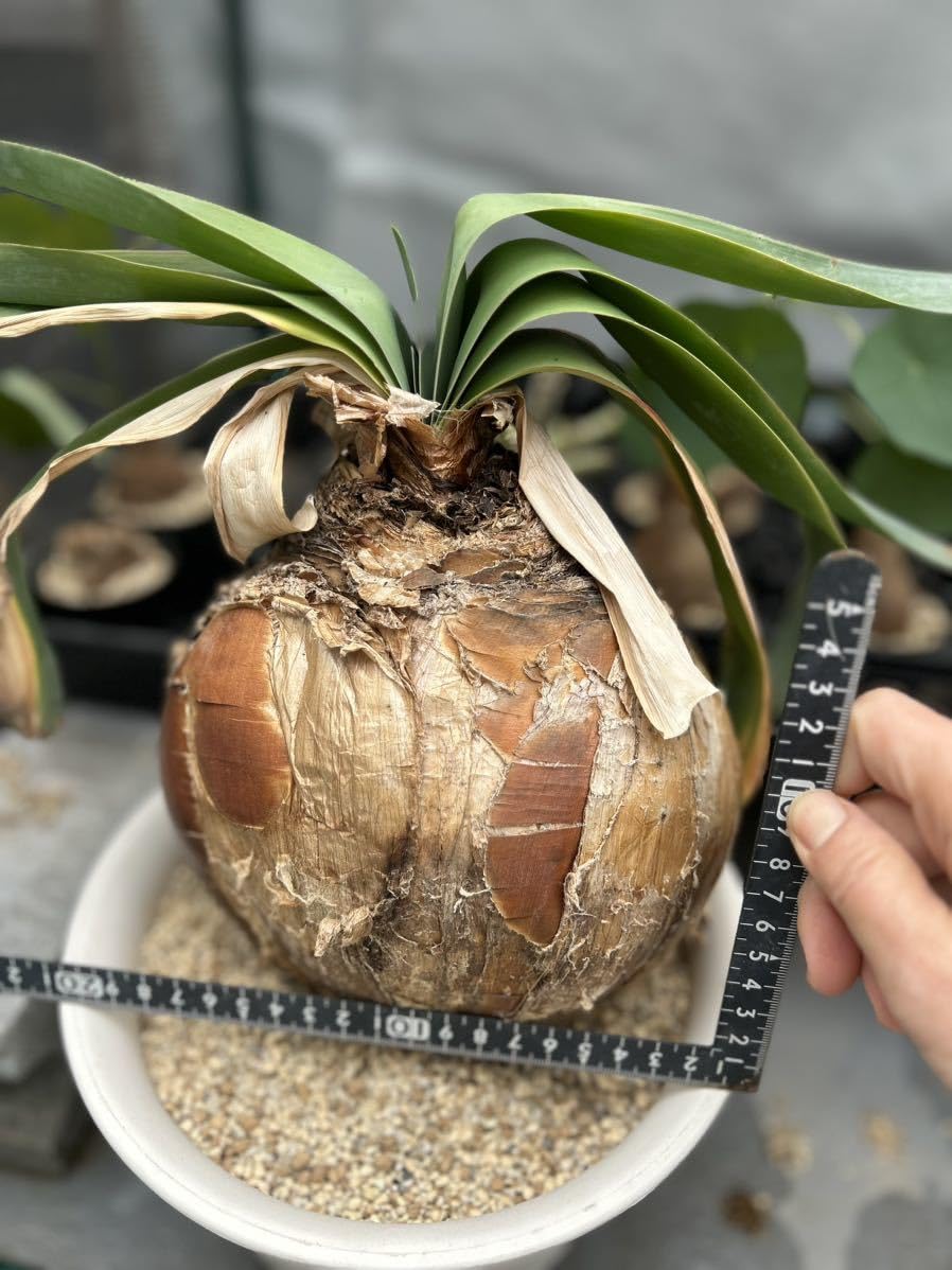 ブーファン　ハエマントイデス　カキコ　発根済み Amazon.co.jp: 真丸一年間管理発根済み南アフリカ球根植物特大