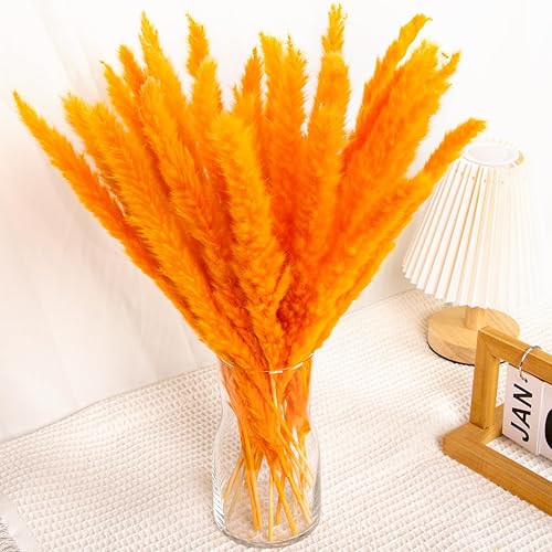 Miniatura 2 de Ramo de hierba azul de las pampas de 30 piezas XMFAYUAN, hierba de caña, flores secas, plantas secas coloridas de hierba de las pampas para