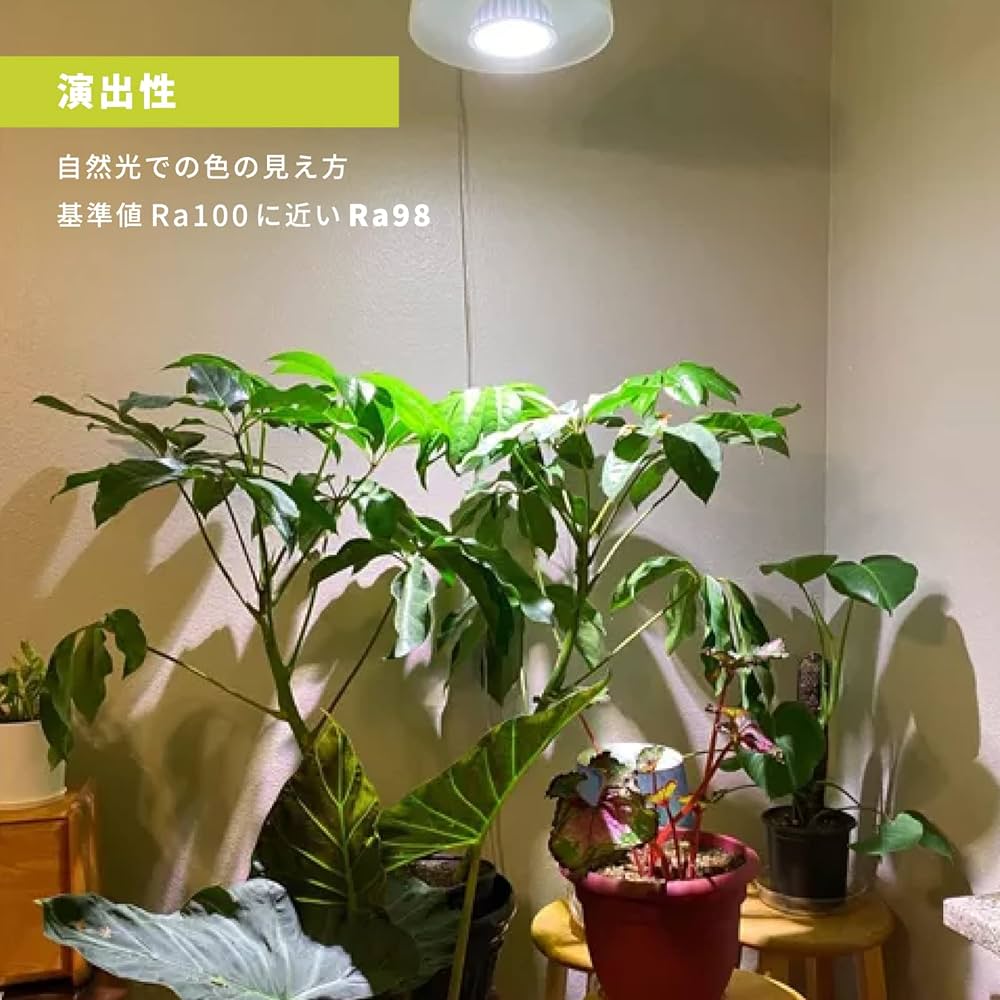 「超激レア」モンステラ　ライトライム　Light Lime フルムーン遺伝安定 超激レア」モンステラ ライトライム Light Lime フルムーン遺伝