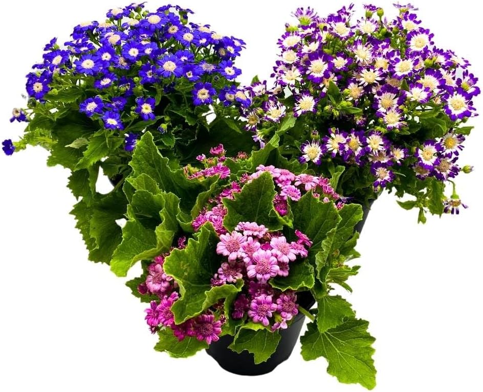 BubbleBlooms Flowering Cineraria Pericallis hybrida cruenta Ragwort Set of 3 in 4 inch pots Mother's Day Seasonal Plants