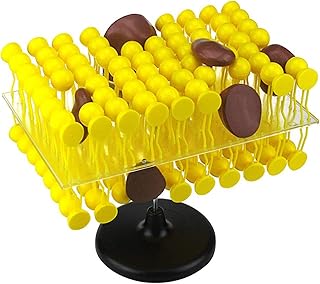 3D Lipid Bilayer Model for Teaching, Bilayer Cell Membrane Structure Teaching Model Fluid Mosaic Model for School Lab Demonstration