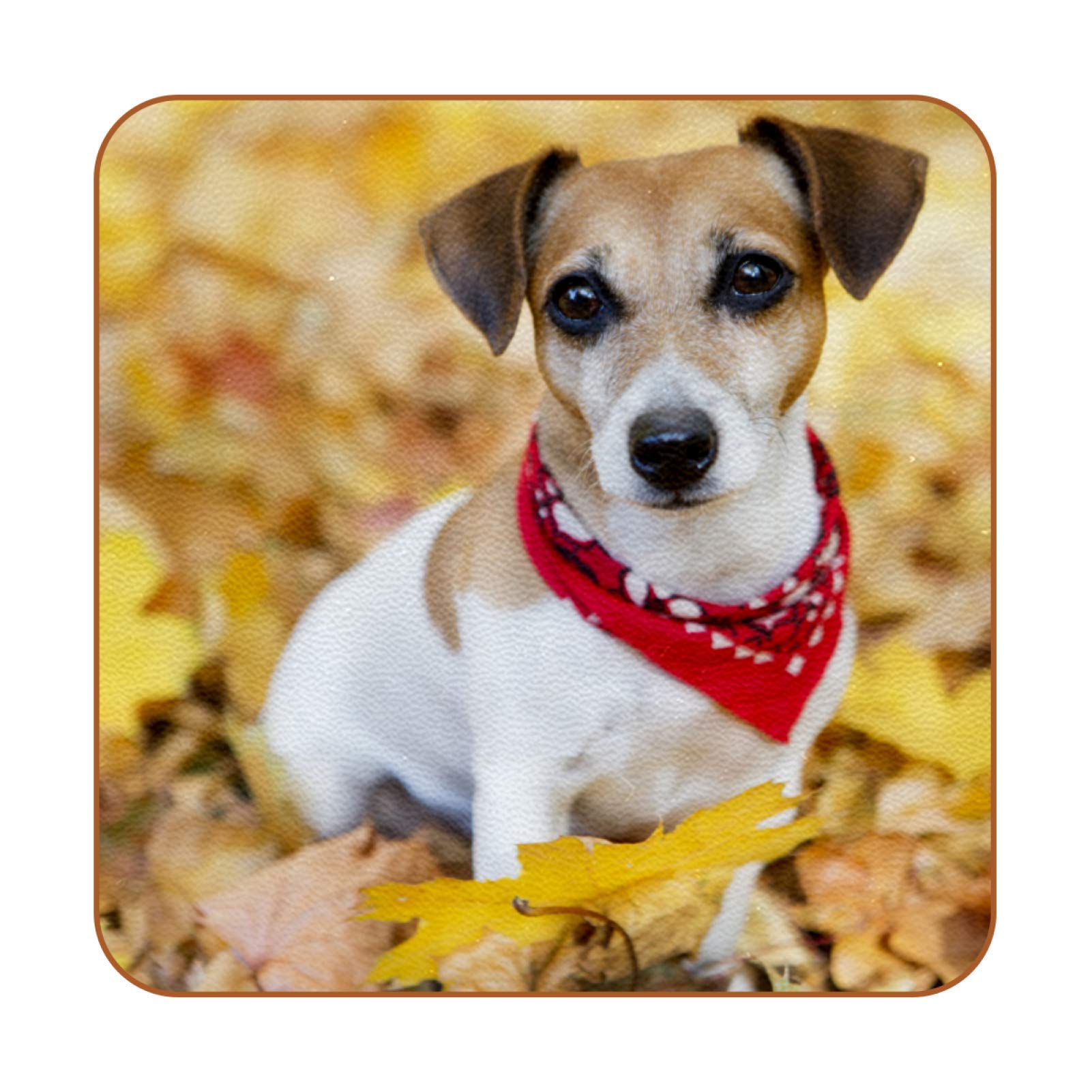 Photo De Stock Super Mignon Chiot Jack Russel Terrier 2191607821
