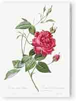 ピエール・ジョゼフ・ルドゥーテ Les Roses・バラ図譜・河出書房新社・画集 Les Roses バラ図譜 | ピエール=ジョゼフ・ルドゥーテ |本