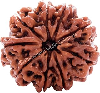 ARKAM Nine Mukhi Rudraksha Certified/Original Nepali 9 Mukhi Rudraksh/Natural 9 Faced Rudraksha (Brown) with Certificate a...