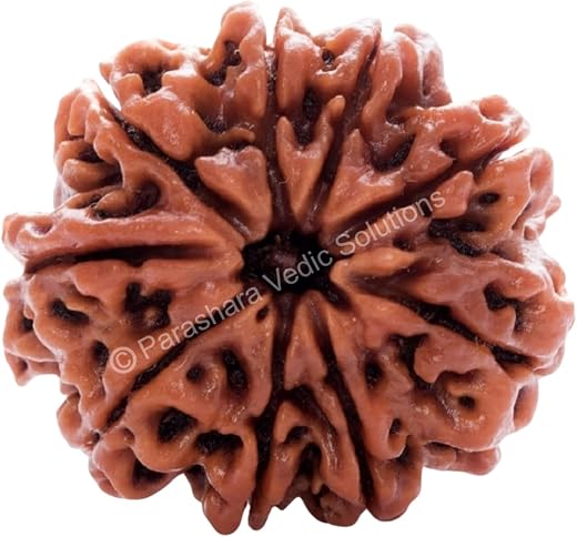 ARKAM Nine Mukhi Rudraksha Certified/Original Nepali 9 Mukhi Rudraksh/Natural 9 Faced Rudraksha (Brown) with Certificate a...