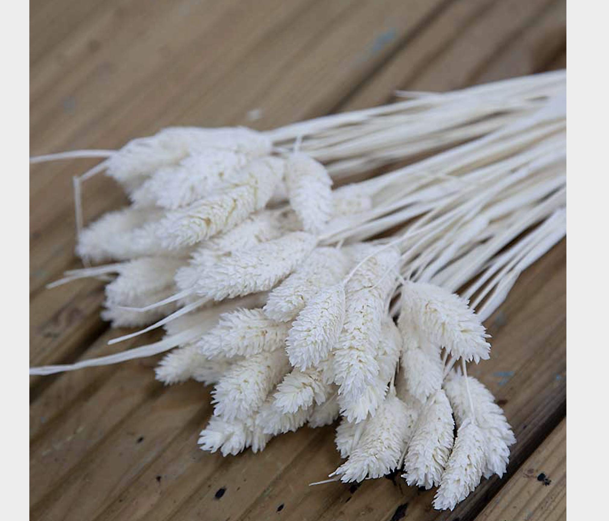 Decor Essentials Ivory Dried Phalaris Canary Grass Bunch 2 Colors (Ivory)