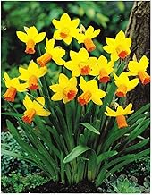 " Jetfire" Rockery Narcissi/Daffodil Bulbs : Similar to Tete a Tete : Spring Flowering - Free UK P & P (25)