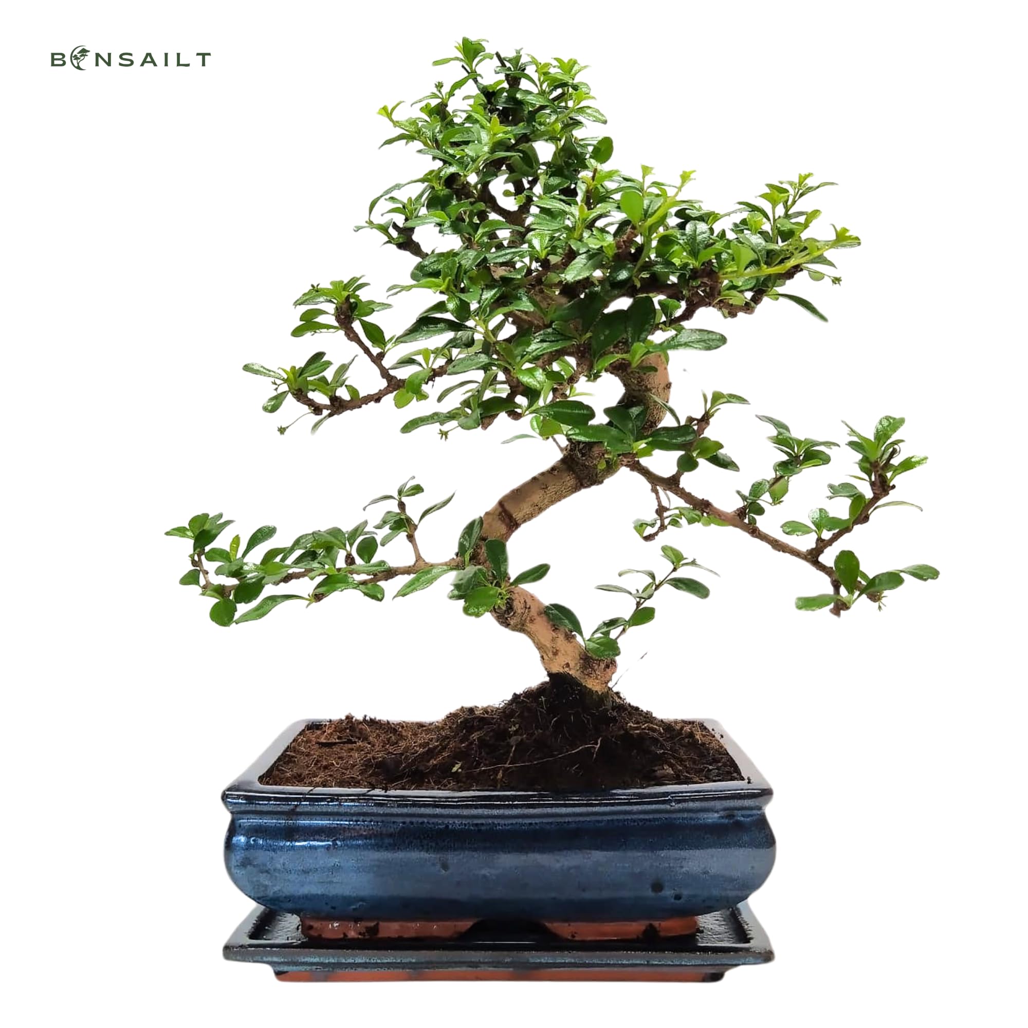 Bonsai Baum mit Keramik Blumentopf - 25 cm Schale ca. 12-14 Jahre, Fukien Teebaum  Bonsai P25 : Amazon.de: Garten