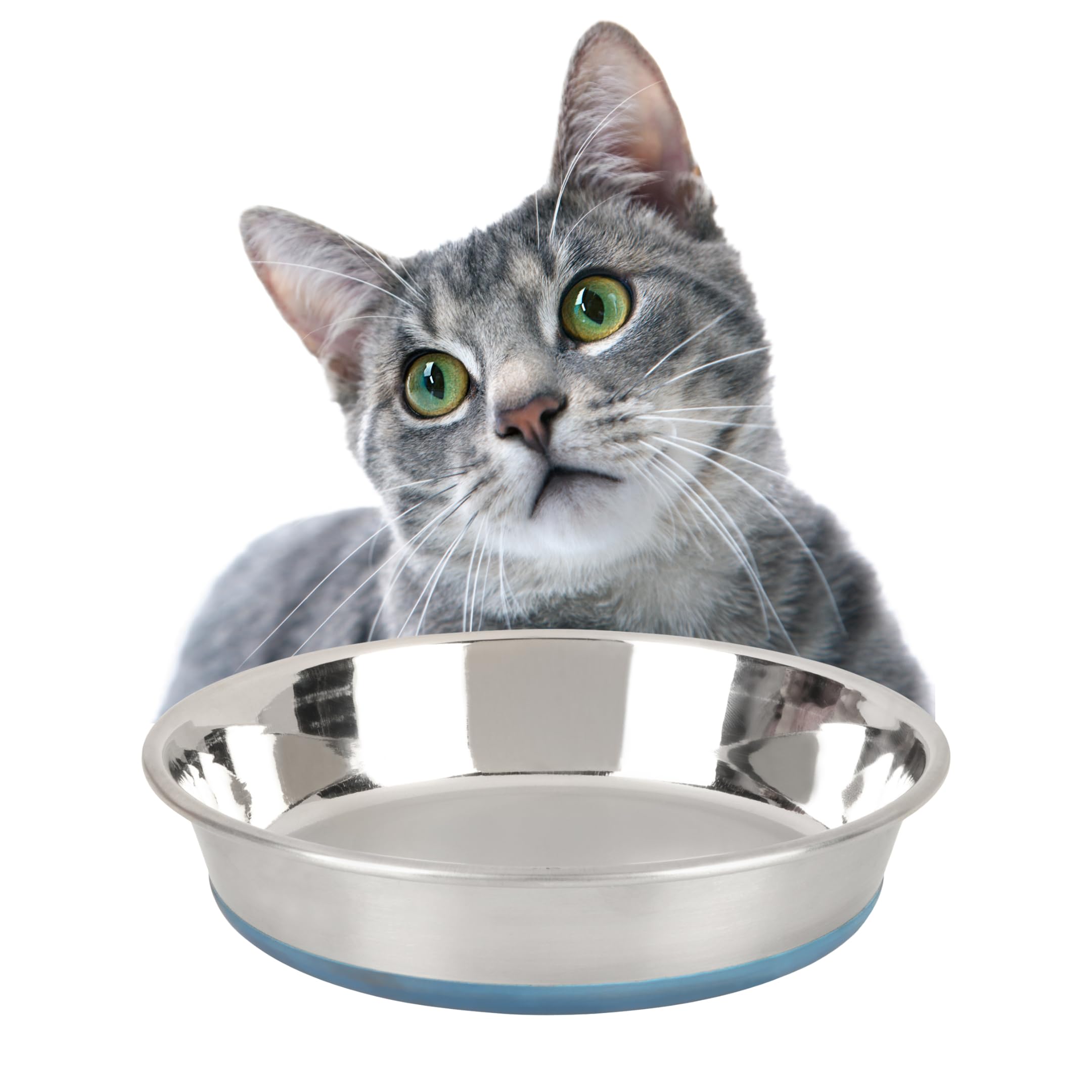 BearHugs Stainless Steel Cat Bowl Small (240ml) – Non-Slip, Anti-Skid, Rust-Proof, Durable, Safe Pet Food & Water Bowl for Cats, Kittens & Small Pets-image-37