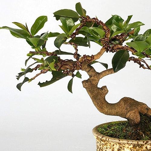 Miniatura 6 de Juego de 3 alambres de entrenamiento de bonsái de bronce de calidad de larga duración, 0.039 in, 0.059 in, 0.079 in, resistente a la corrosión y al