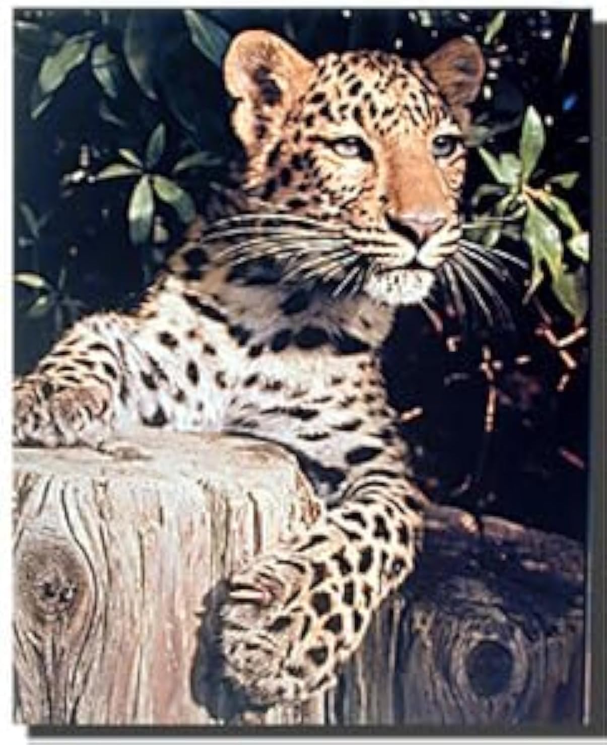 Leopard (Panther, Jaguar, Big Cat) Wild Animal Wall Decor Art Print Poster (16x20)