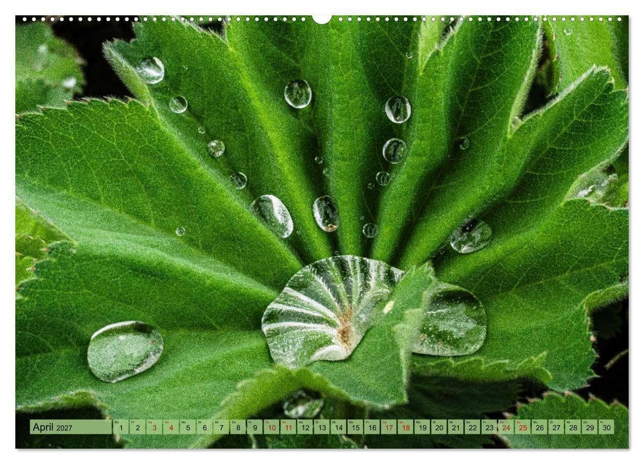 Farbe und Struktur in der Natur (Wandkalender 2027 DIN A2 quer), CALVENDO Monatskalender: Abwechsend farbenfrohe Details aus der Natur (CALVENDO Natur)