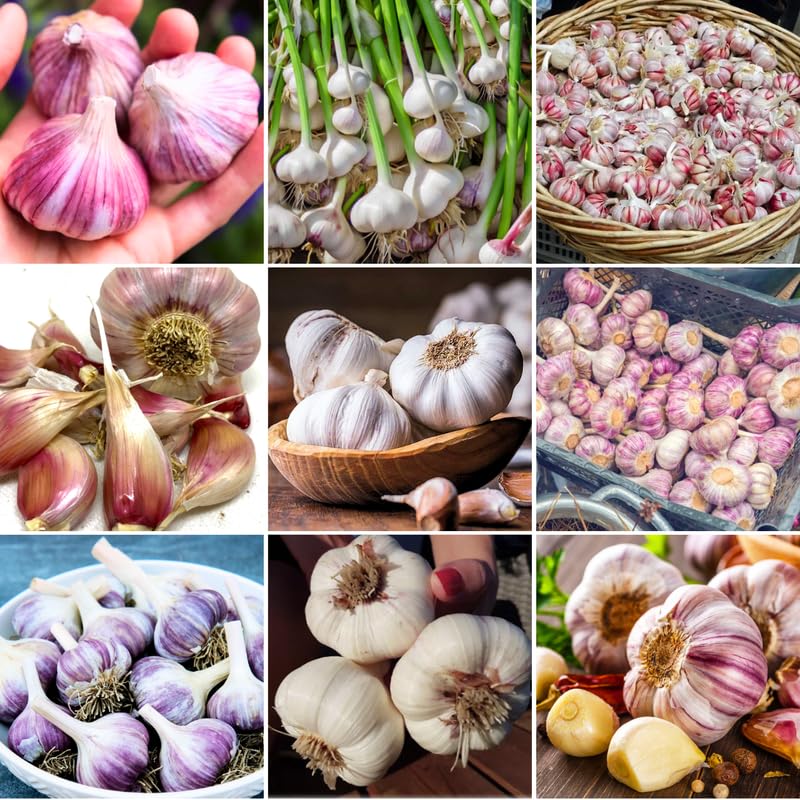 1 Pound Mix Hardneck Garlic Bulbs for Planting, Fresh High-Yield Hardy Garlic for Garden or Container Growing