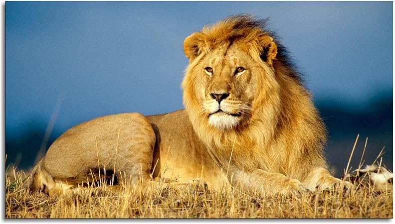 بوستر جميل مطبوع عليه صورة اسد ملك الغابة البرية 1097، ملصق فني جداري ...